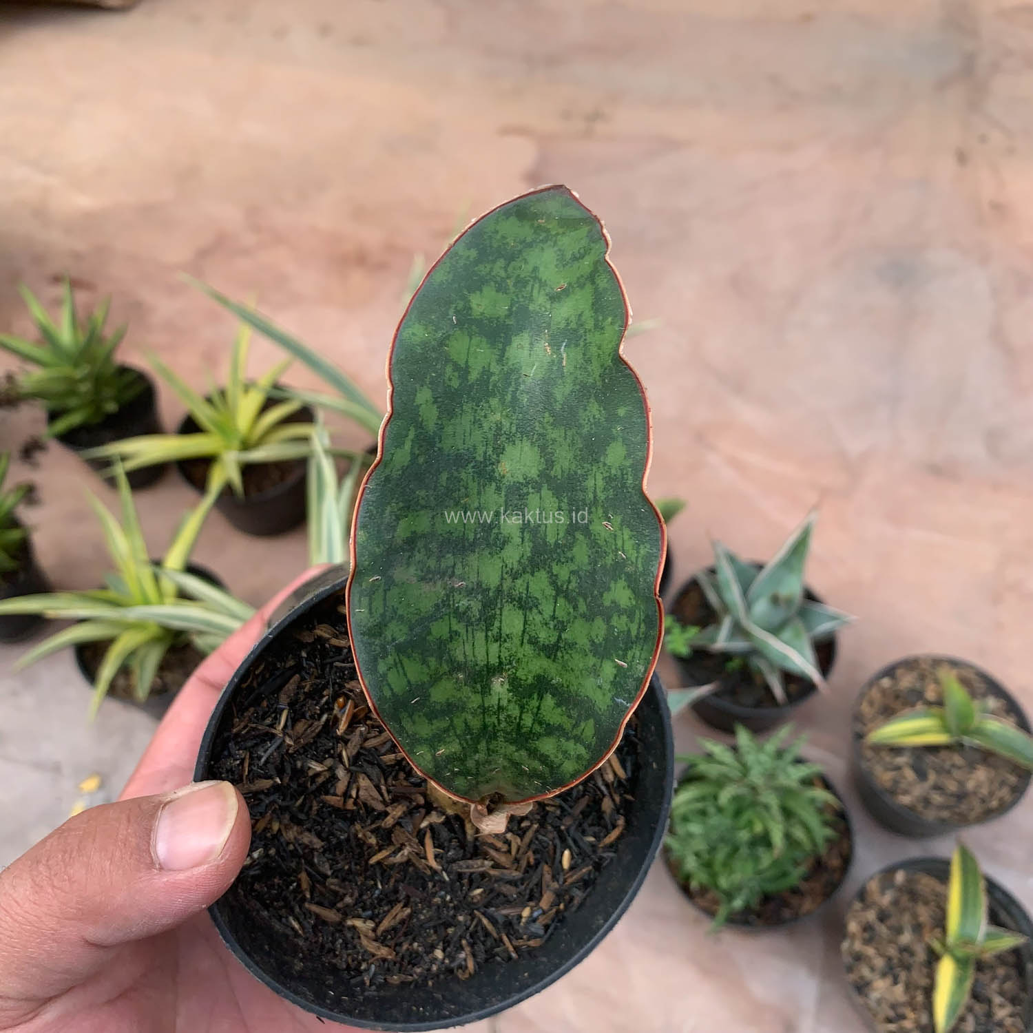 987. Sansevieria Macrophylla - Image 8