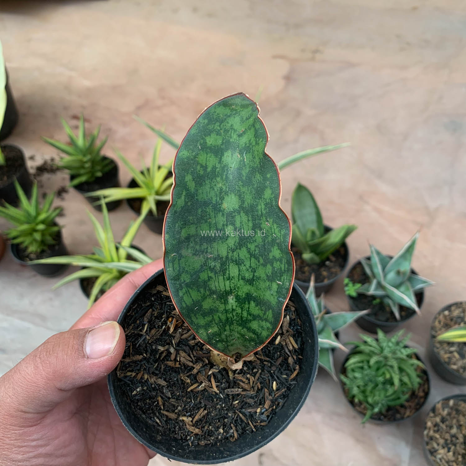 987. Sansevieria Macrophylla - Image 17