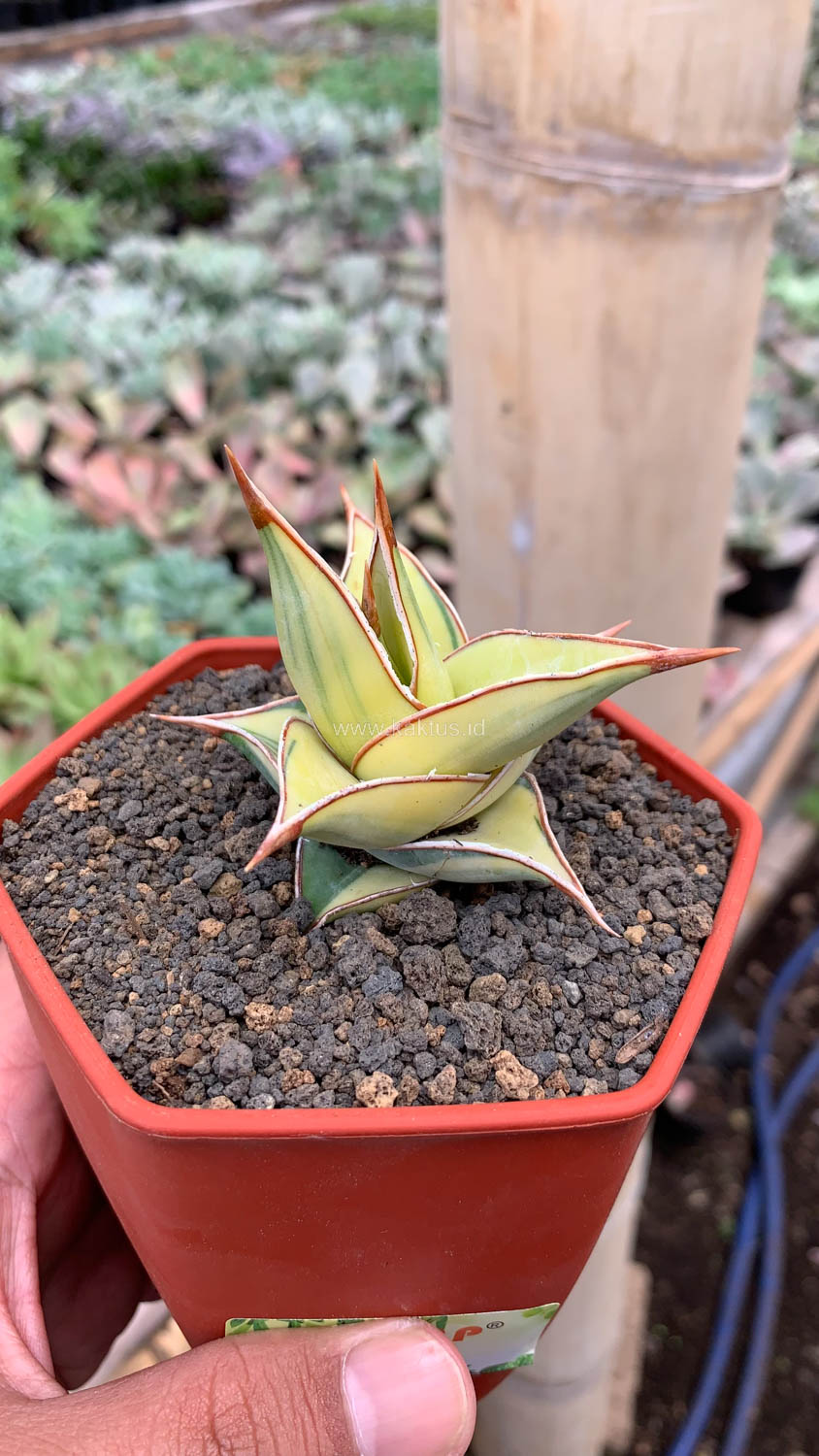 988. Sansevieria Pinguicula Aurea Variegated - Image 9