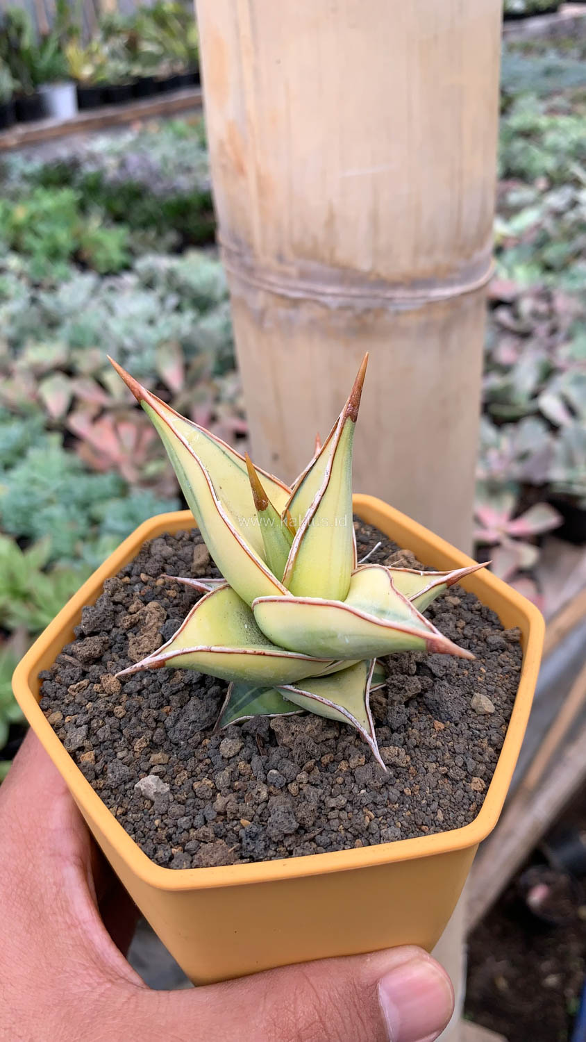 988. Sansevieria Pinguicula Aurea Variegated - Image 13