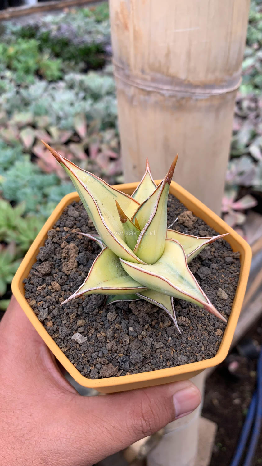 988. Sansevieria Pinguicula Aurea Variegated - Image 4