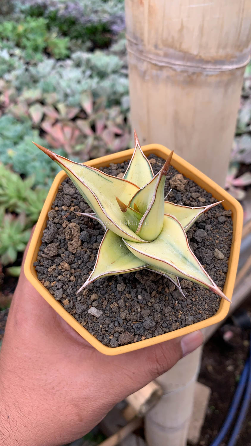 988. Sansevieria Pinguicula Aurea Variegated - Image 5