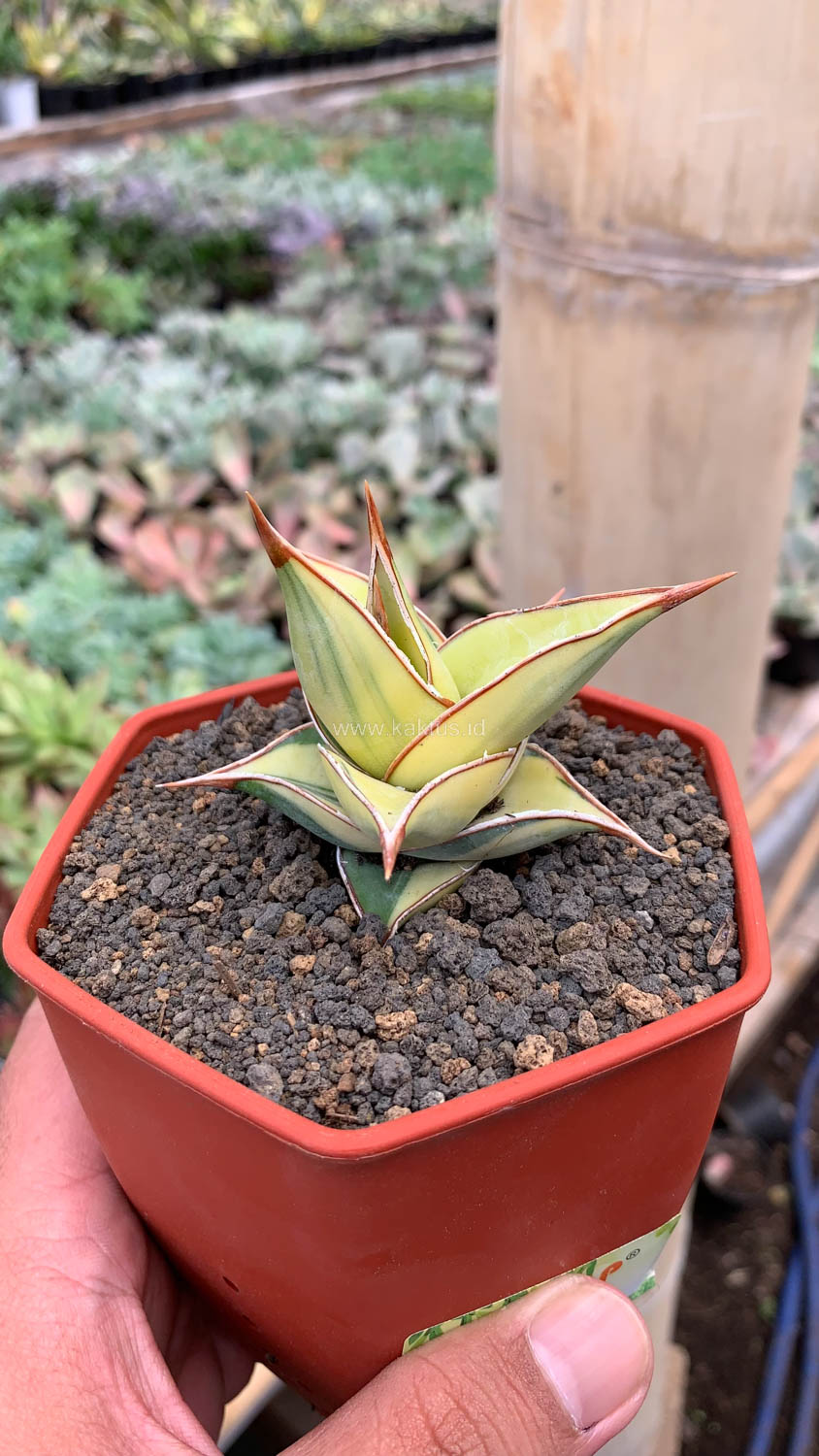 988. Sansevieria Pinguicula Aurea Variegated - Image 18