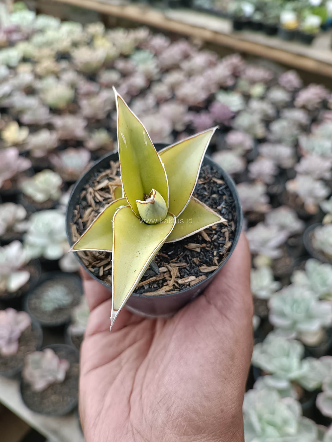 988. Sansevieria Pinguicula Aurea Variegated - Image 10