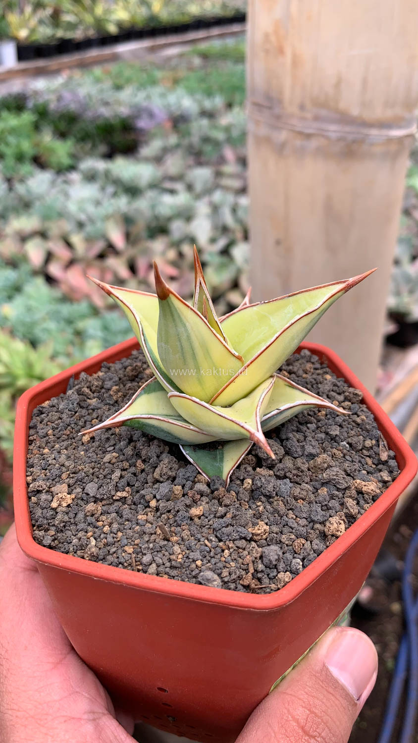 988. Sansevieria Pinguicula Aurea Variegated - Image 17