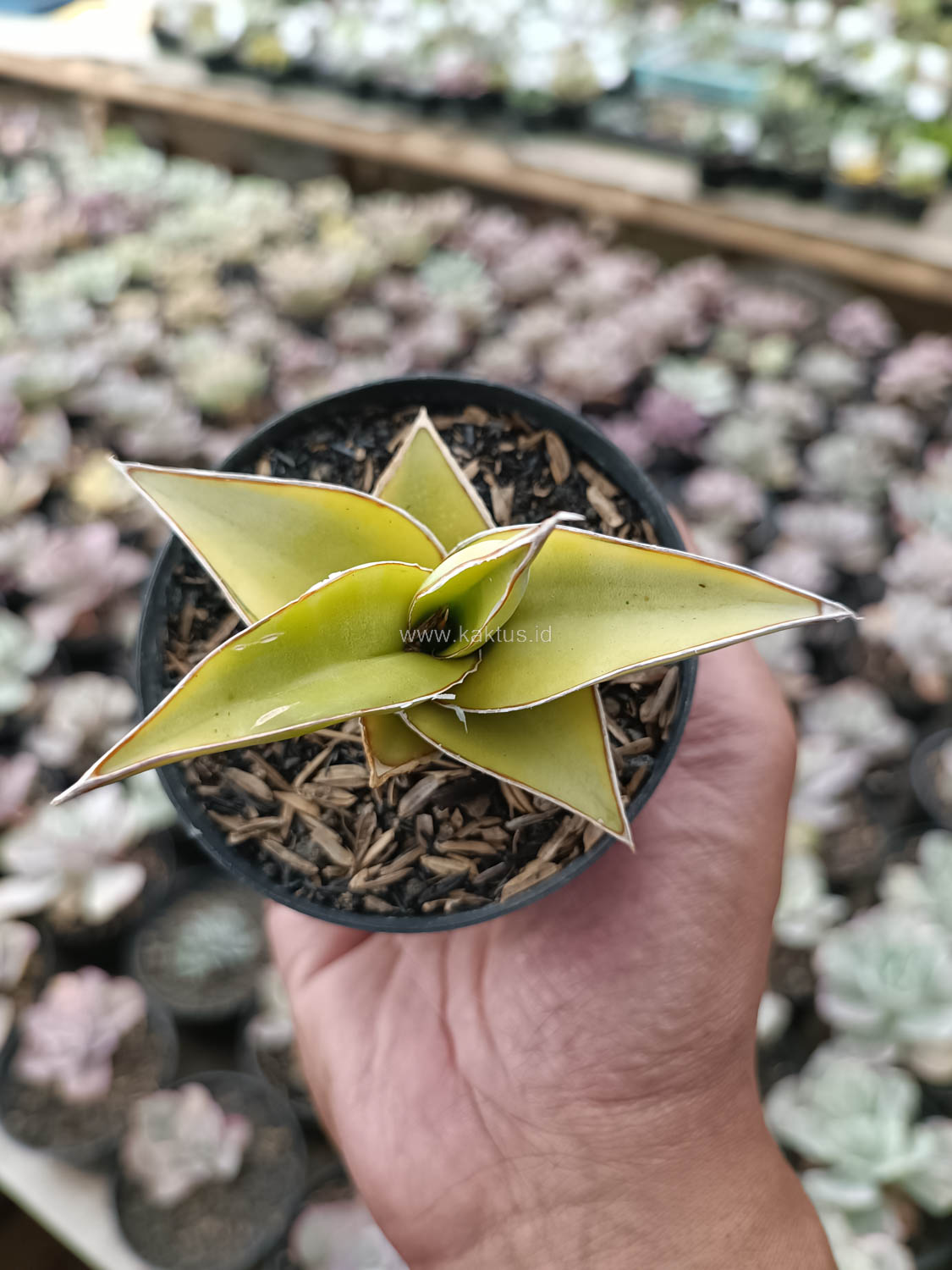 988. Sansevieria Pinguicula Aurea Variegated - Image 8