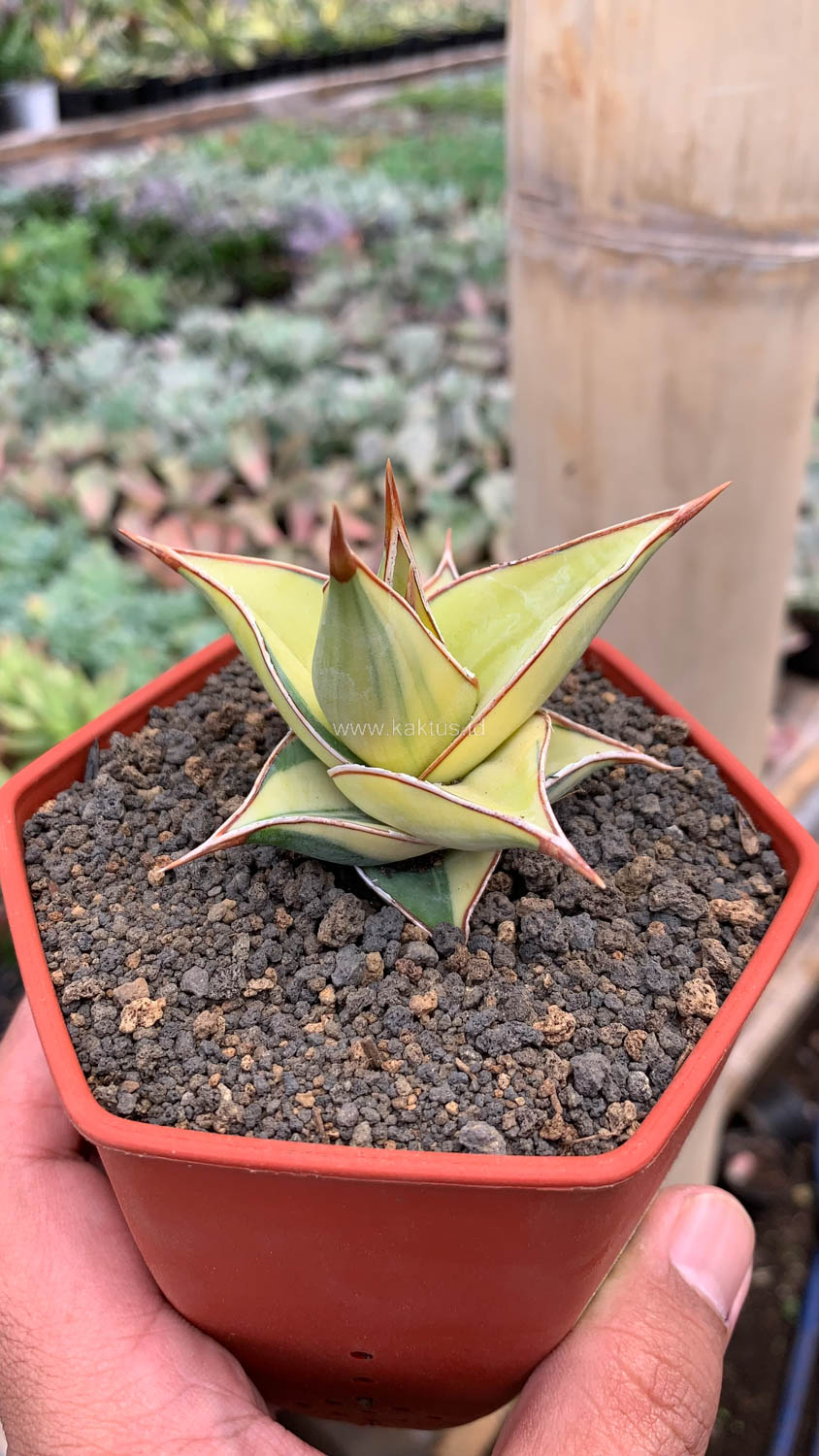 988. Sansevieria Pinguicula Aurea Variegated - Image 15