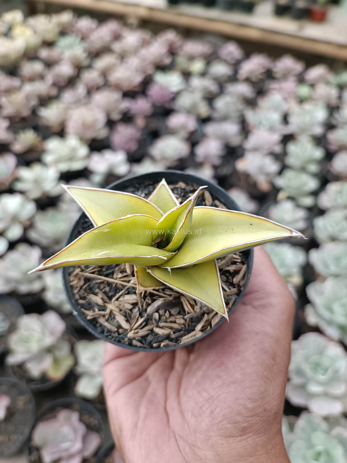 988. Sansevieria Pinguicula Aurea Variegated - Image 6