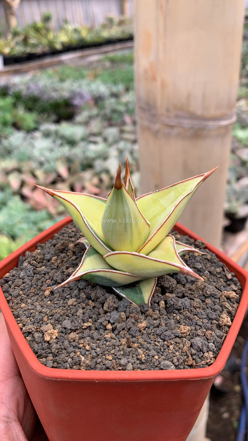 988. Sansevieria Pinguicula Aurea Variegated - Image 7