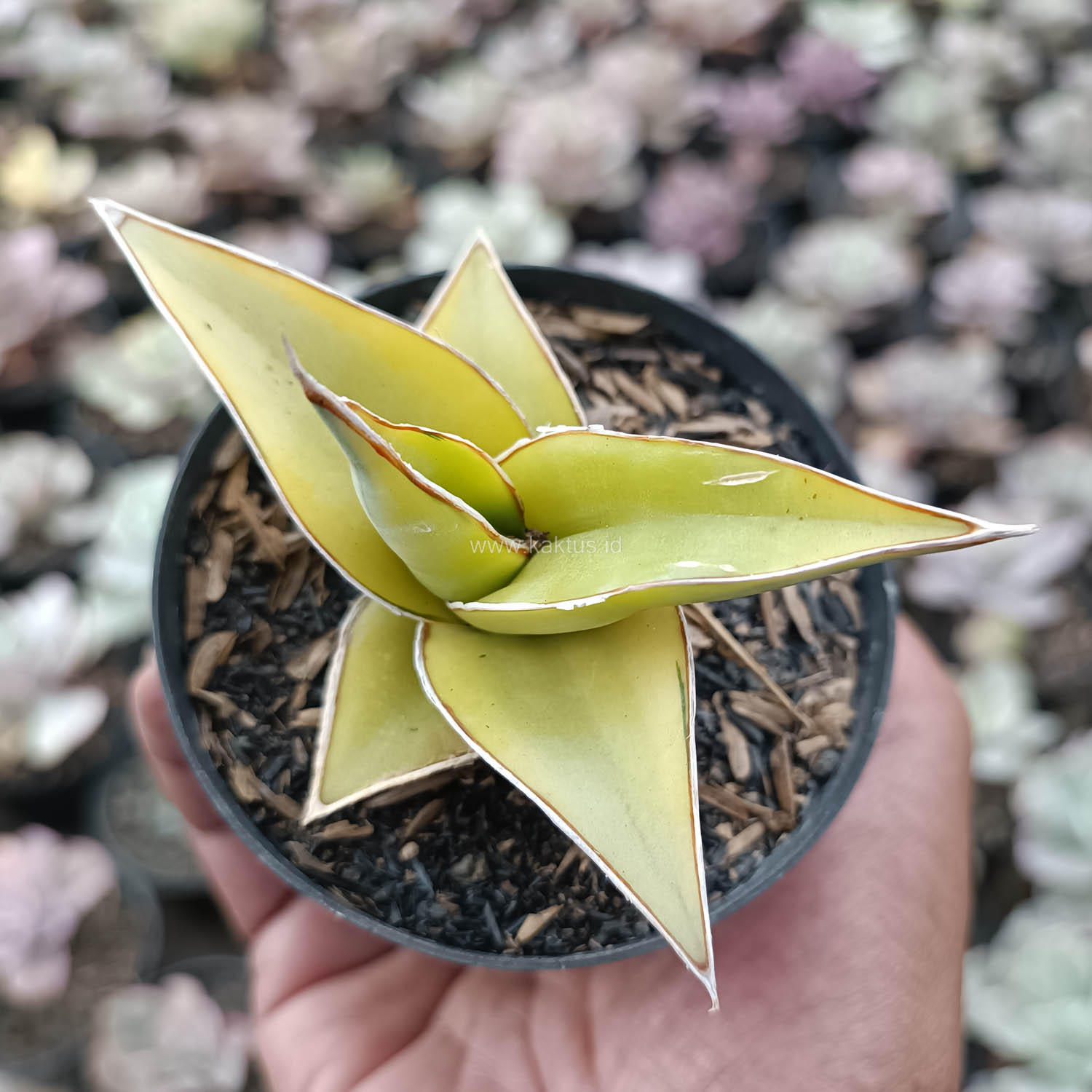 988. Sansevieria Pinguicula Aurea Variegated - Image 3