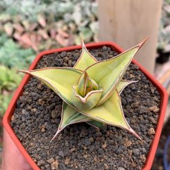 Alternative view of 988. Sansevieria Pinguicula Aurea Variegated