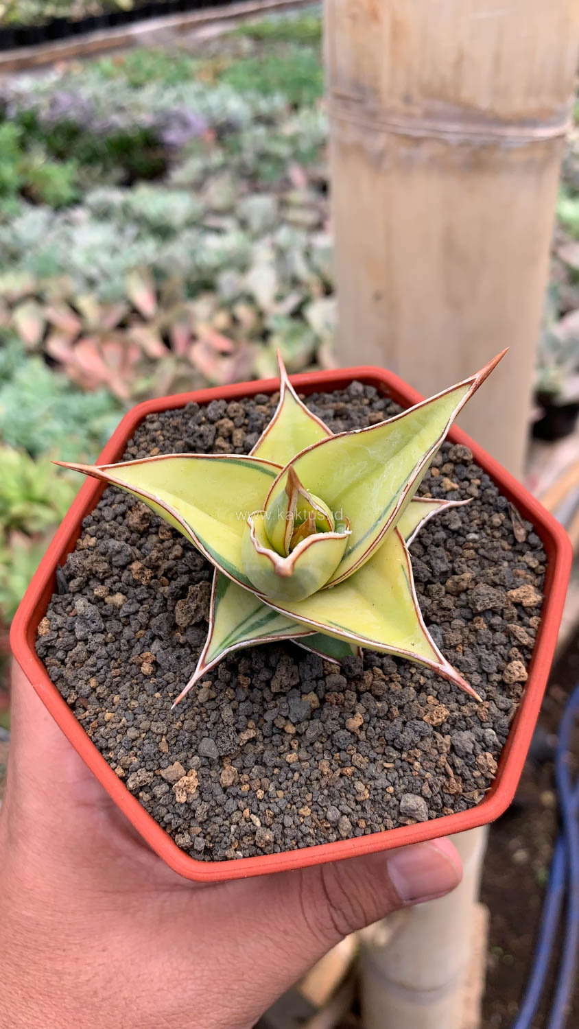 988. Sansevieria Pinguicula Aurea Variegated - Image 2