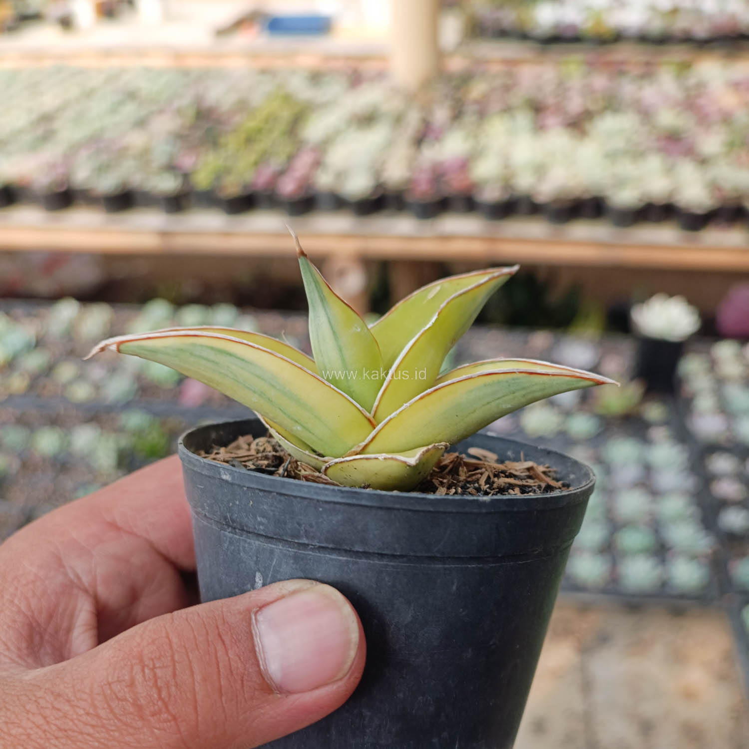 988. Sansevieria Pinguicula Aurea Variegated - Image 12