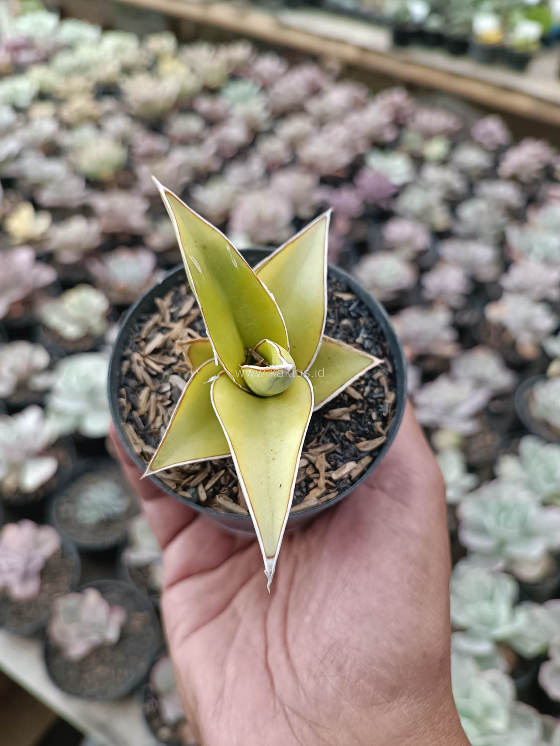988. Sansevieria Pinguicula Aurea Variegated - Image 11