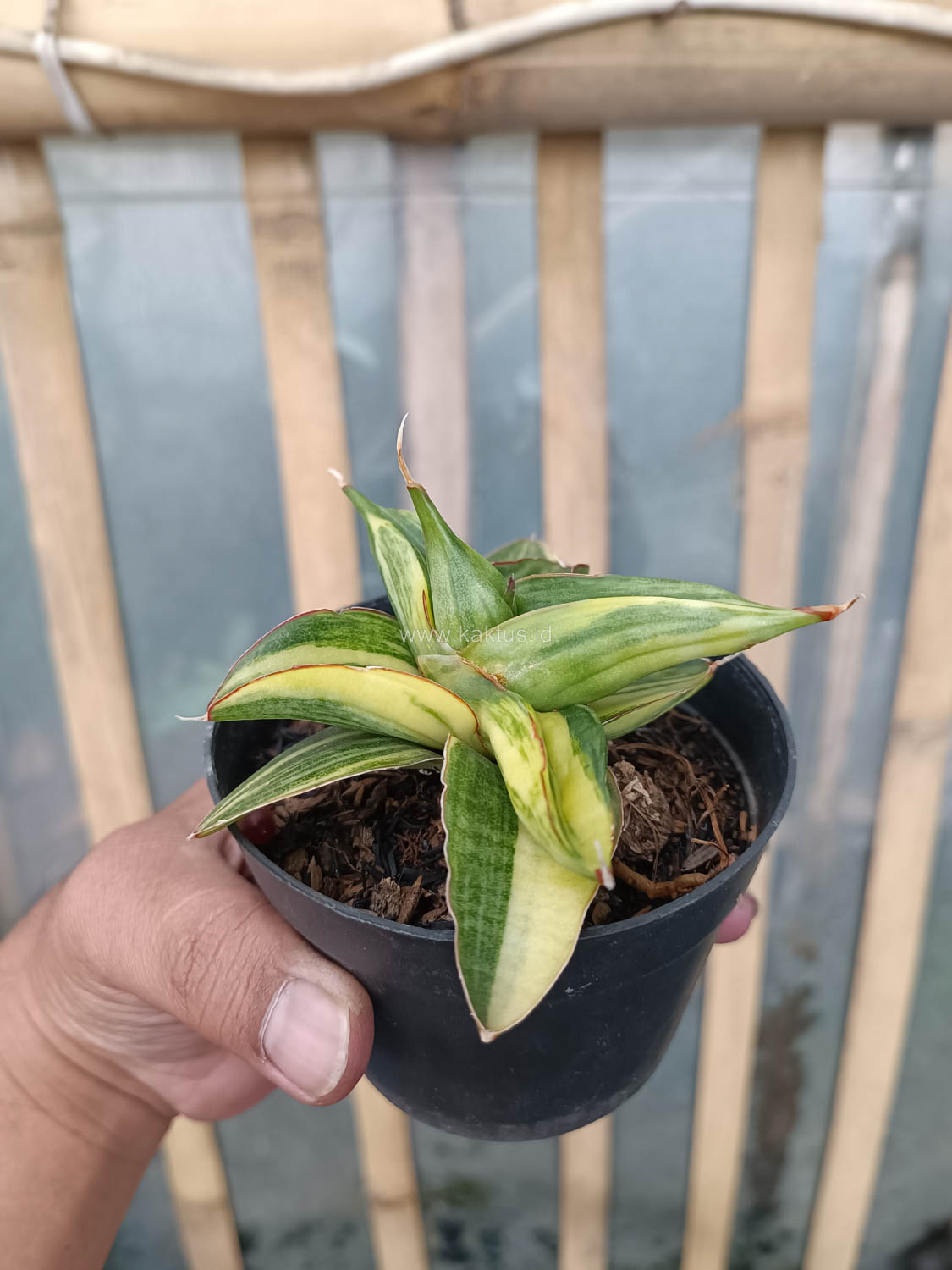 989. Sansevieria Paten Variegated - Image 8