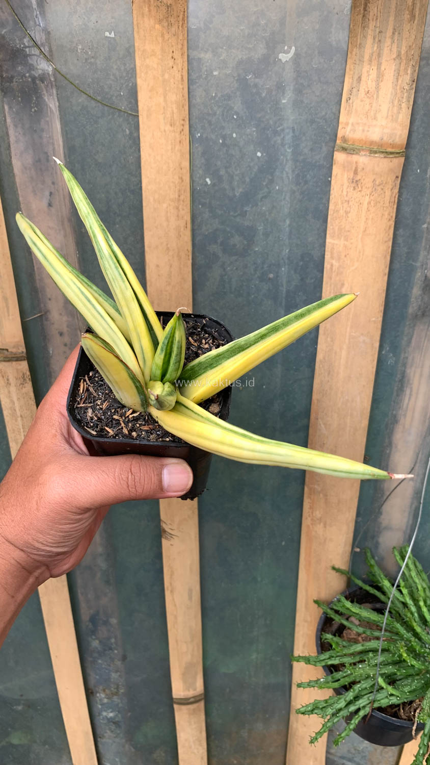 989. Sansevieria Paten Variegated - Image 7