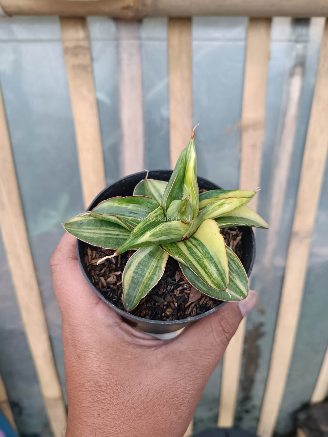 989. Sansevieria Paten Variegated - Image 12