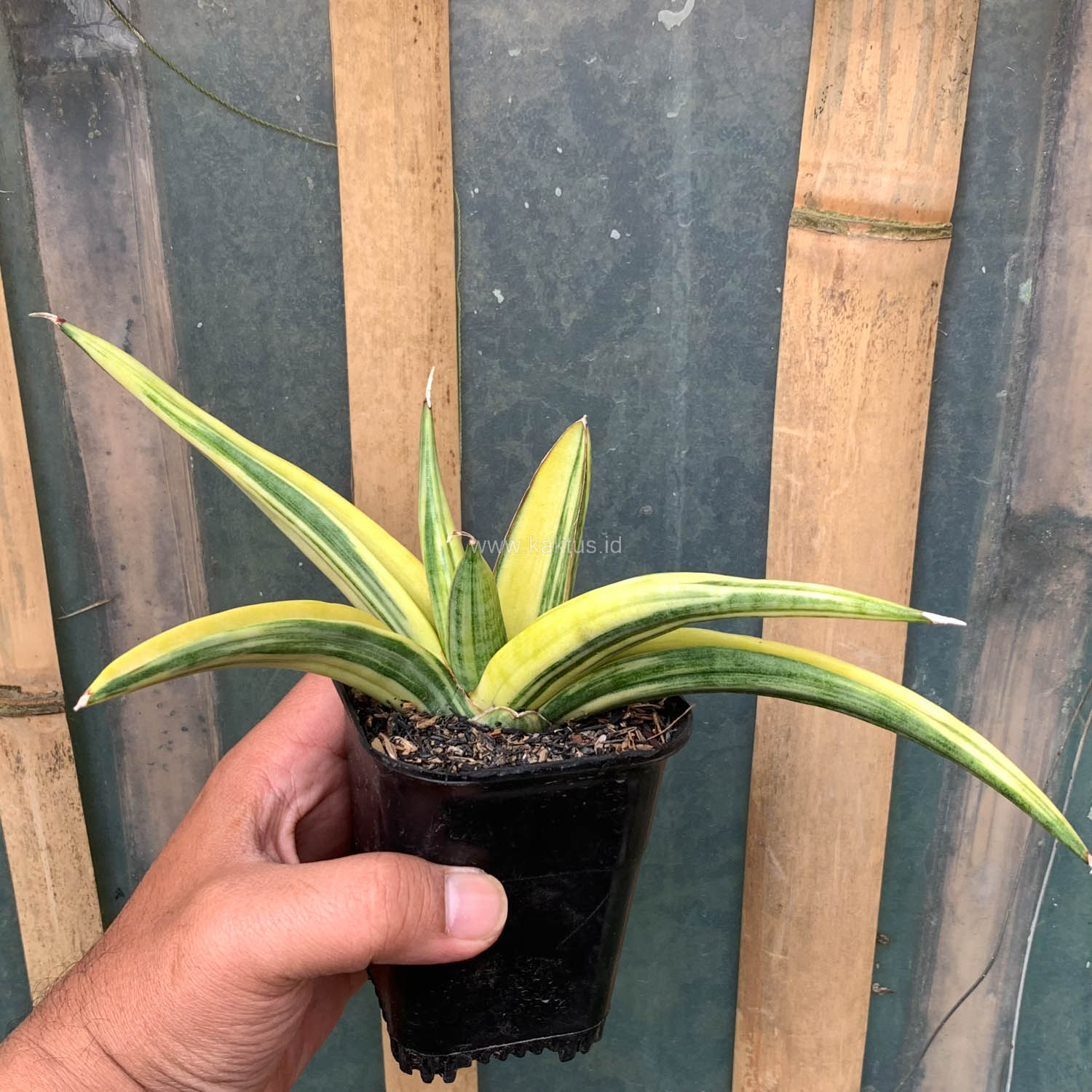 989. Sansevieria Paten Variegated