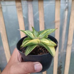 Alternative view of 989. Sansevieria Paten Variegated