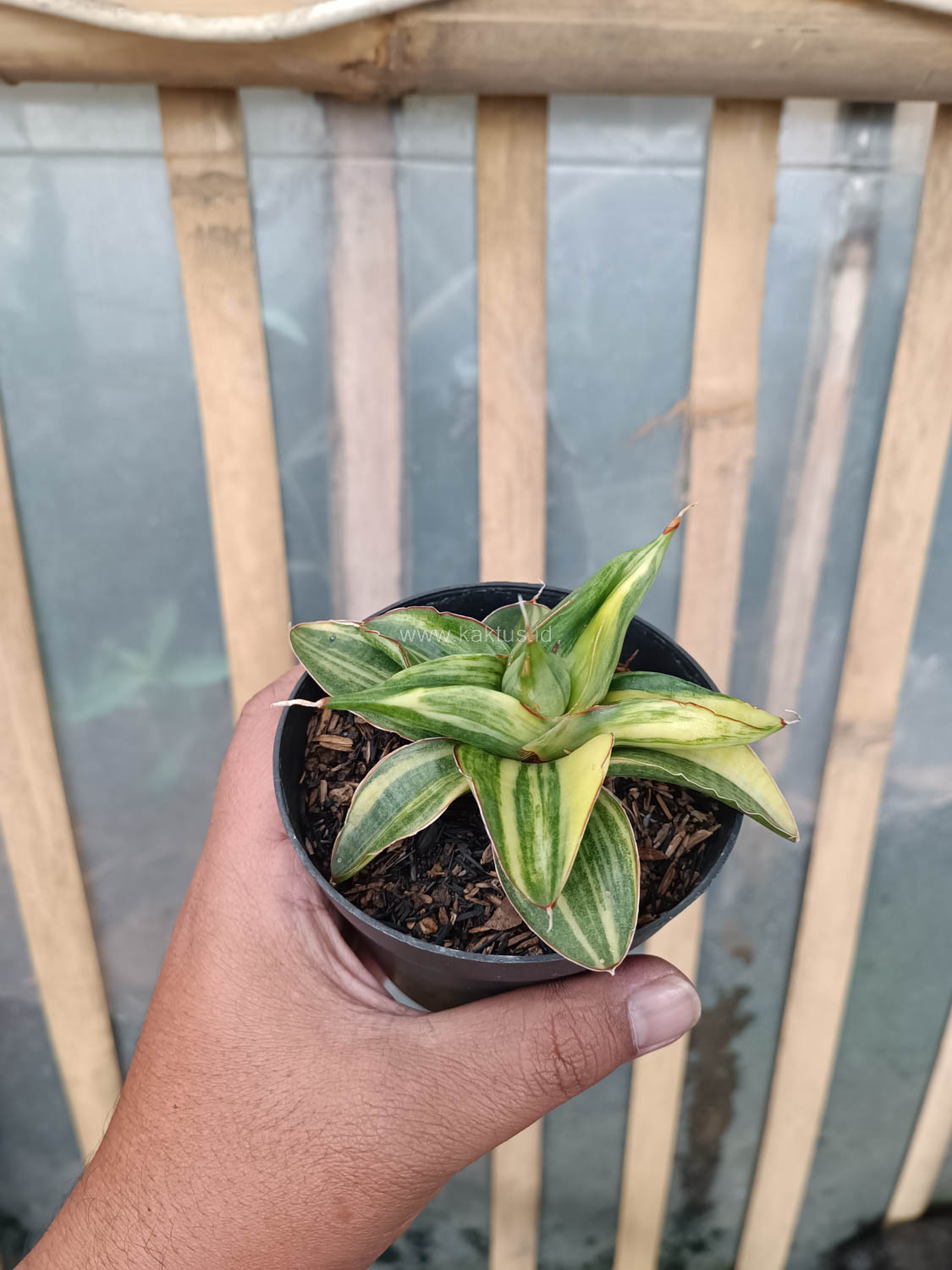 989. Sansevieria Paten Variegated - Image 10