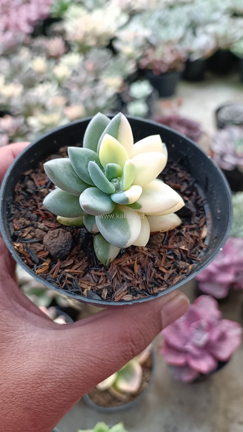 991. Pachyveria Dr. Cornelius White Variegated - Image 6