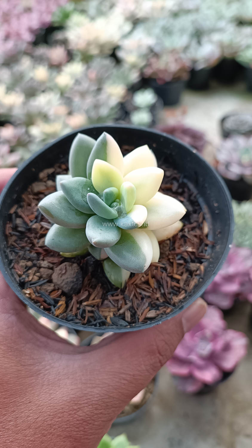 991. Pachyveria Dr. Cornelius White Variegated - Image 5