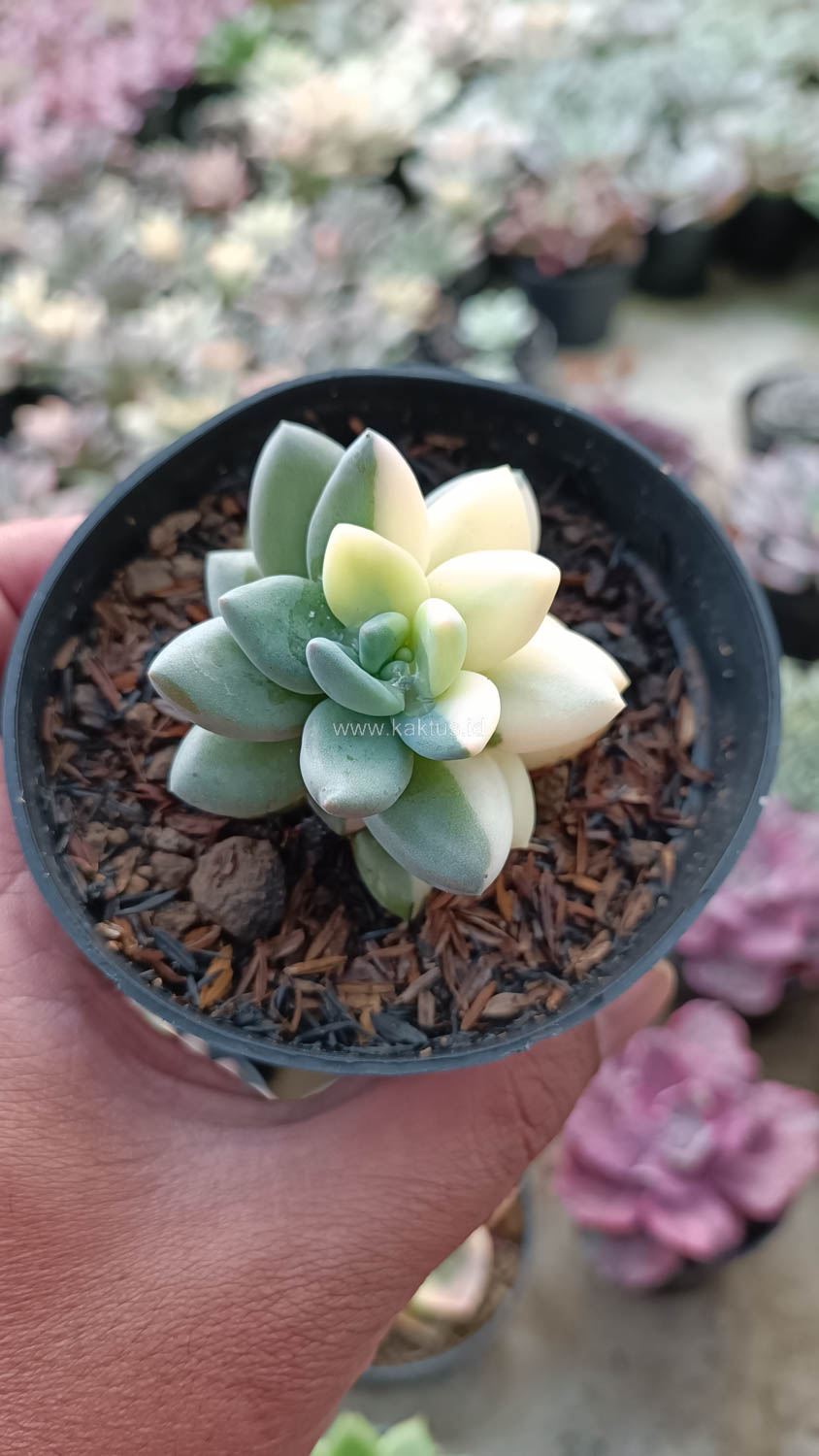 991. Pachyveria Dr. Cornelius White Variegated - Image 4