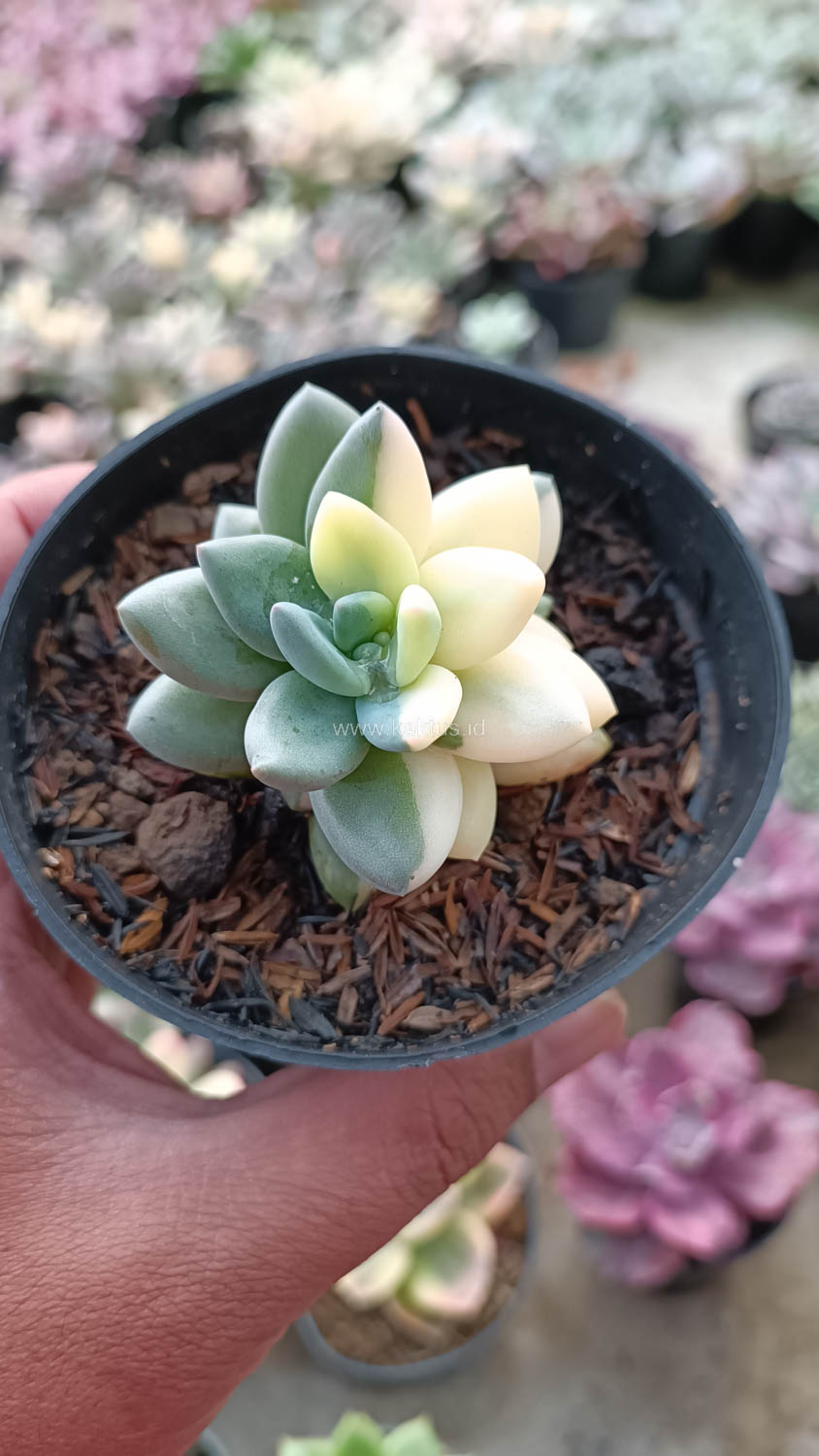 991. Pachyveria Dr. Cornelius White Variegated - Image 3