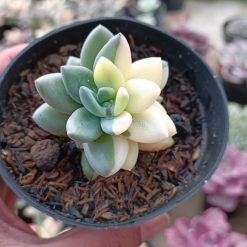 Alternative view of 991. Pachyveria Dr. Cornelius White Variegated