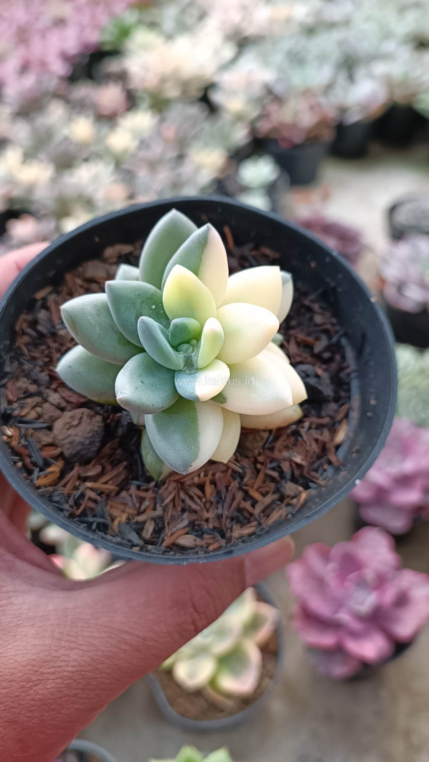 991. Pachyveria Dr. Cornelius White Variegated - Image 2