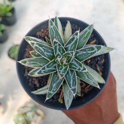 992. Agave Himesanoyuki White Variegated