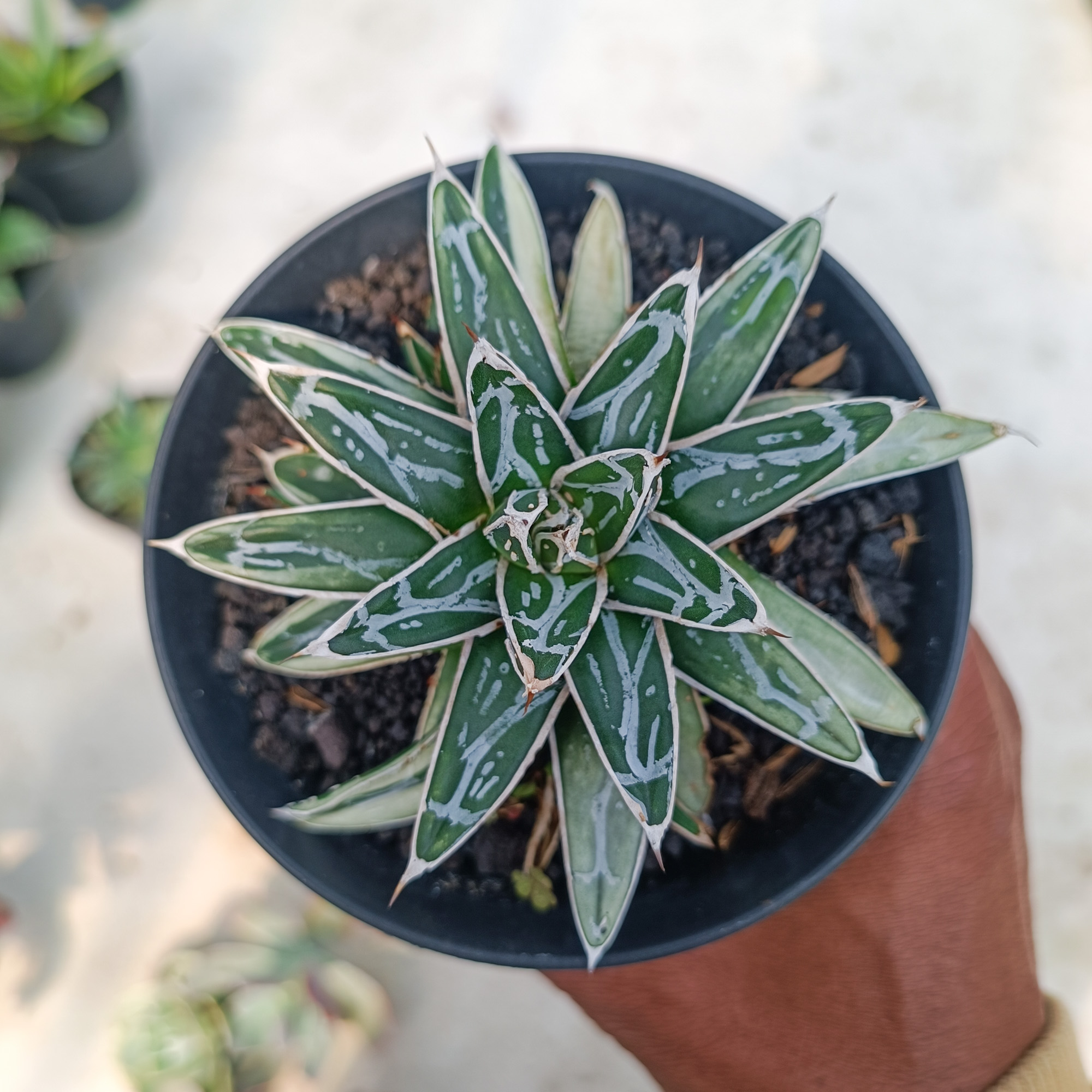 992. Agave Himesanoyuki White Variegated