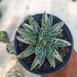 Alternative view of 992. Agave Himesanoyuki White Variegated