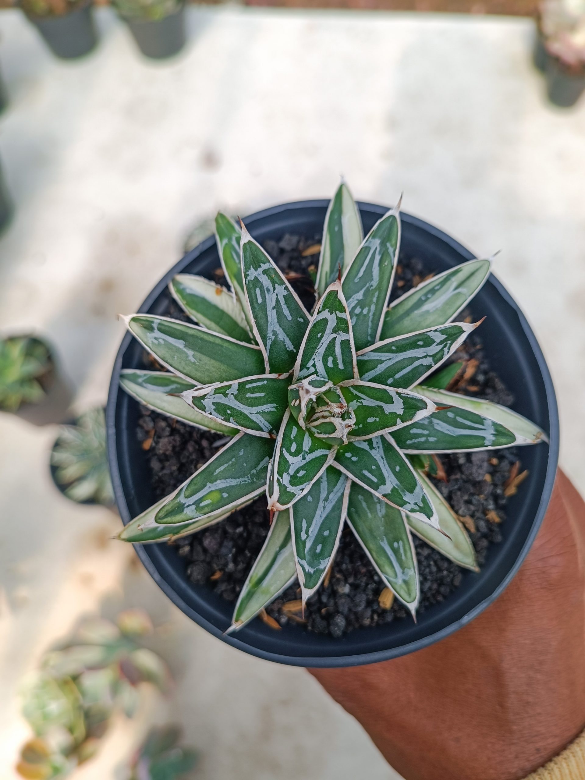 992. Agave Himesanoyuki White Variegated - Image 2