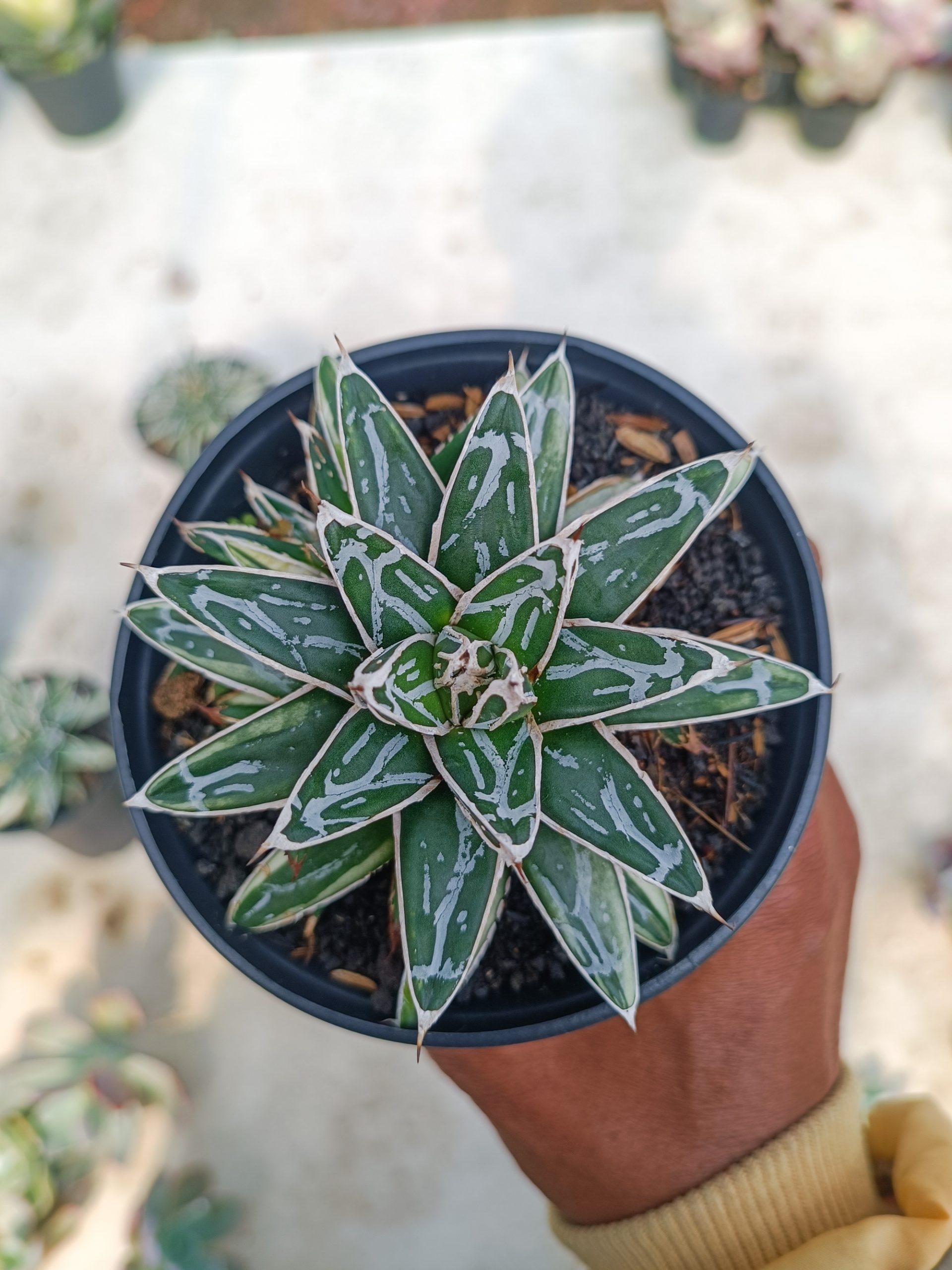 992. Agave Himesanoyuki White Variegated - Image 3