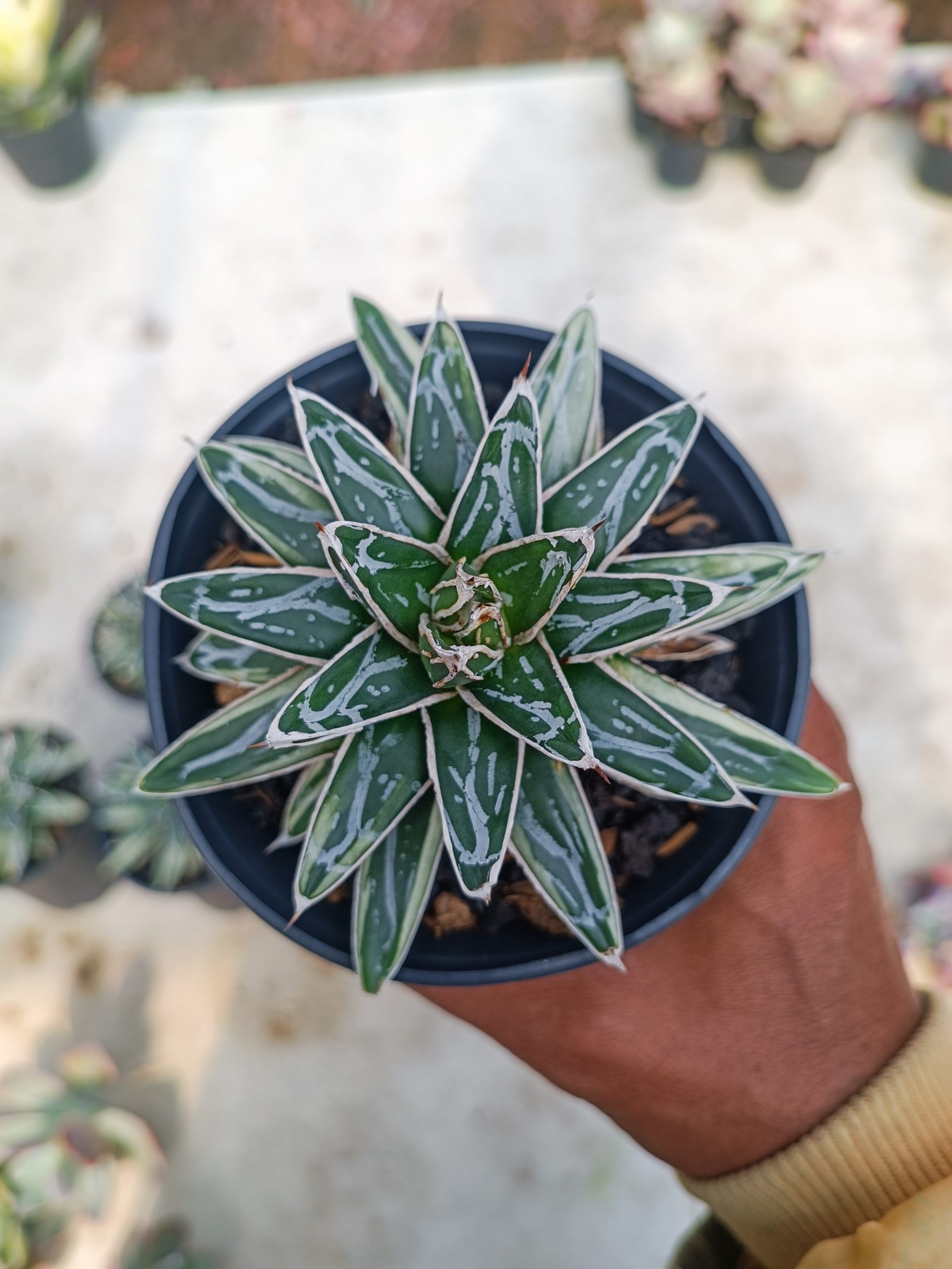 992. Agave Himesanoyuki White Variegated - Image 4