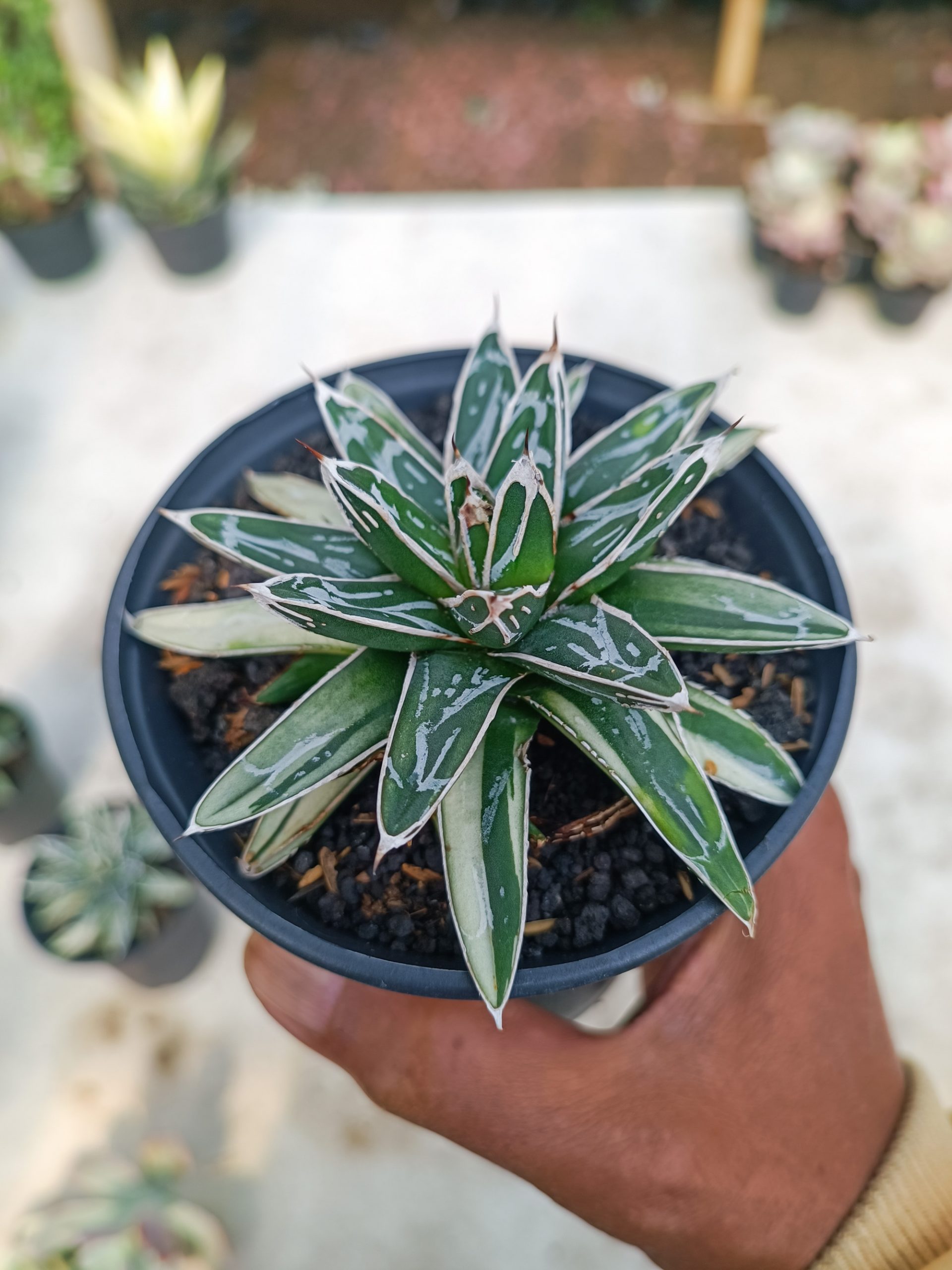 992. Agave Himesanoyuki White Variegated - Image 5