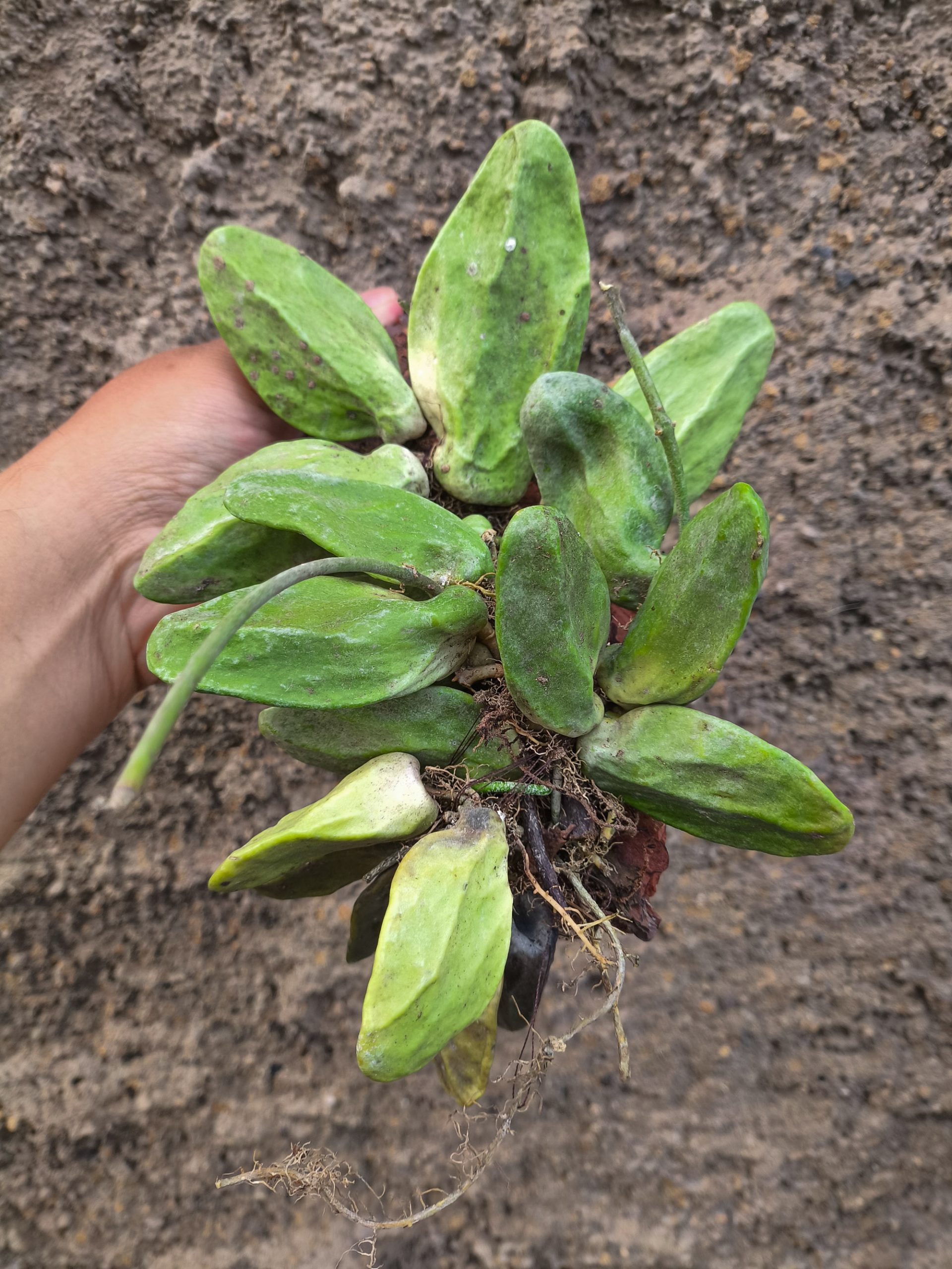 993. Dischidia Major - Image 6