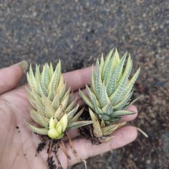 Alternative view of 994. Haworthia Reinwardtii Aurea Variegated – Zebra Wart