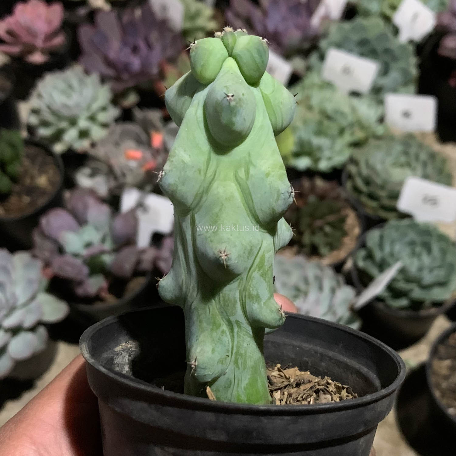 995. Myrtillocactus Geometrizans 'Breast Cactus' - Image 6