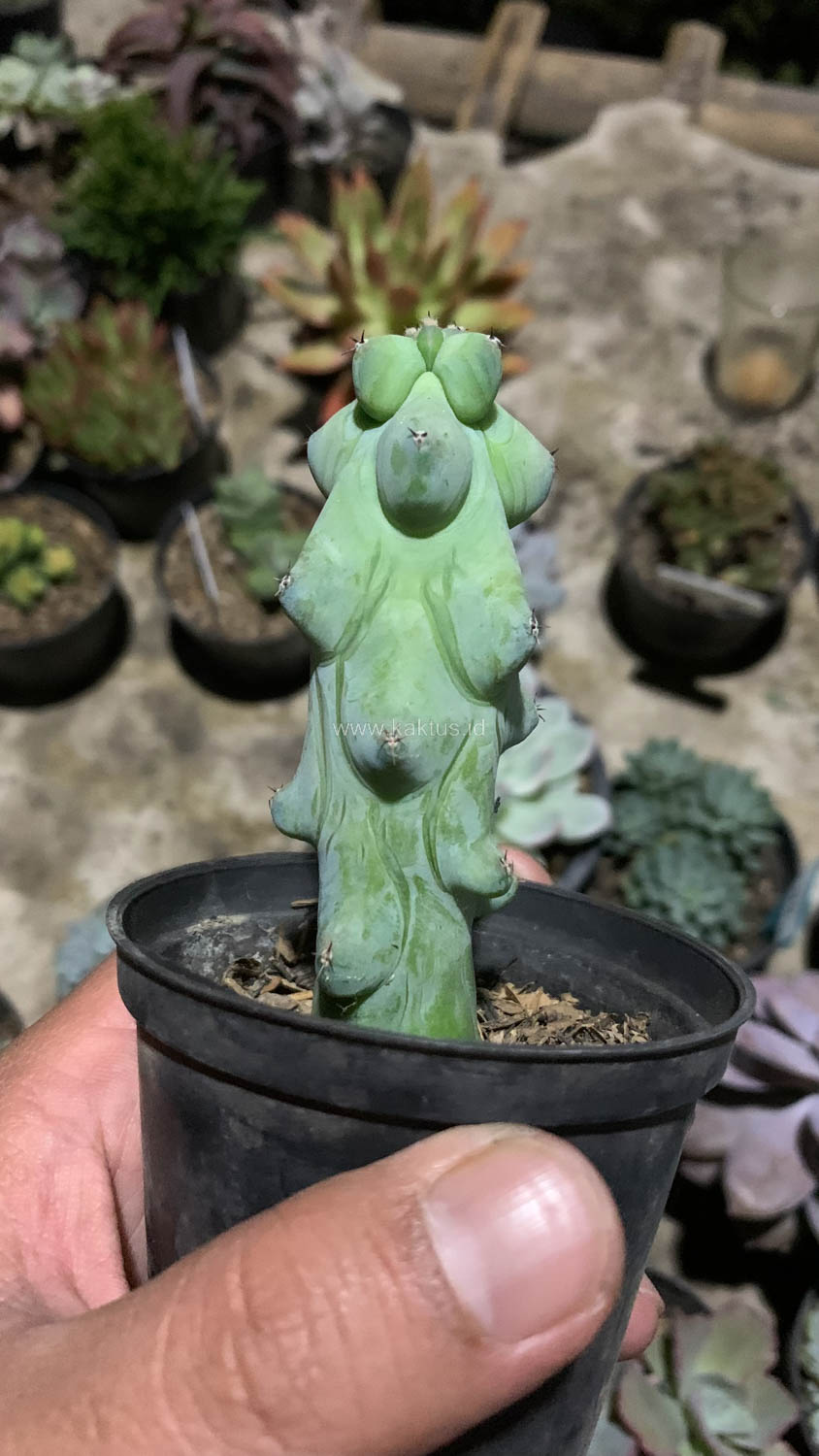995. Myrtillocactus Geometrizans 'Breast Cactus' - Image 4