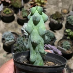 Alternative view of 995. Myrtillocactus Geometrizans 'Breast Cactus'