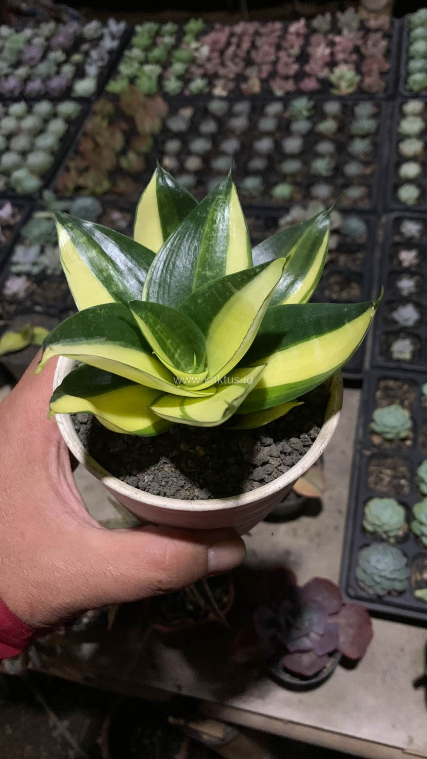 996. Sansevieria Green Mole Variegated - Image 21