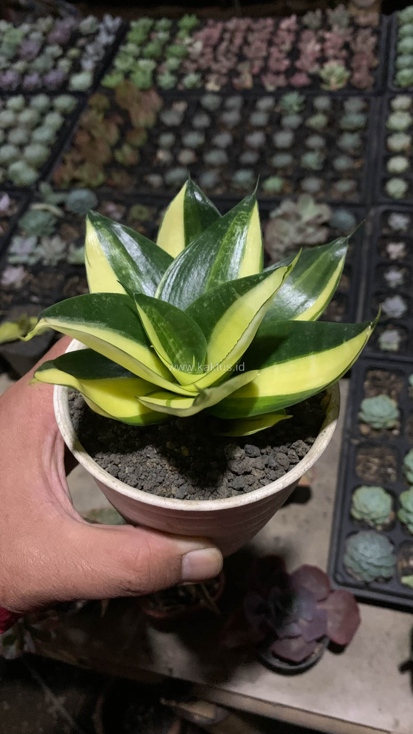 996. Sansevieria Green Mole Variegated - Image 22