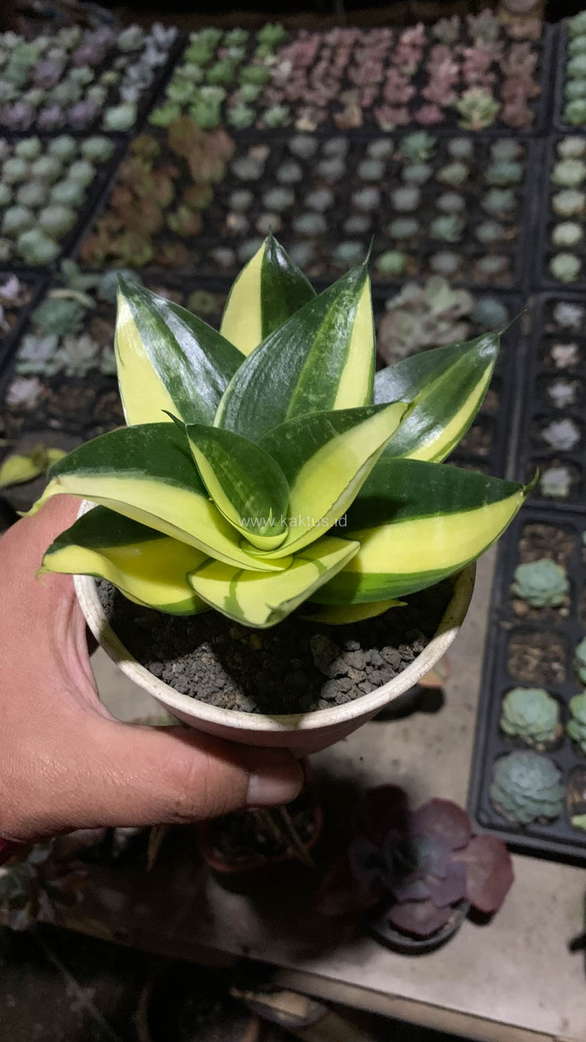 996. Sansevieria Green Mole Variegated - Image 23