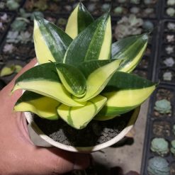 Alternative view of 996. Sansevieria Green Mole Variegated