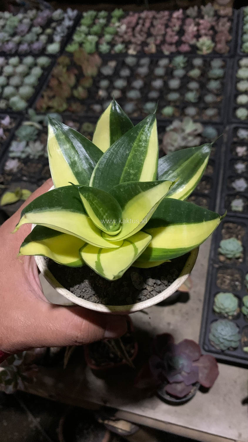 996. Sansevieria Green Mole Variegated - Image 2