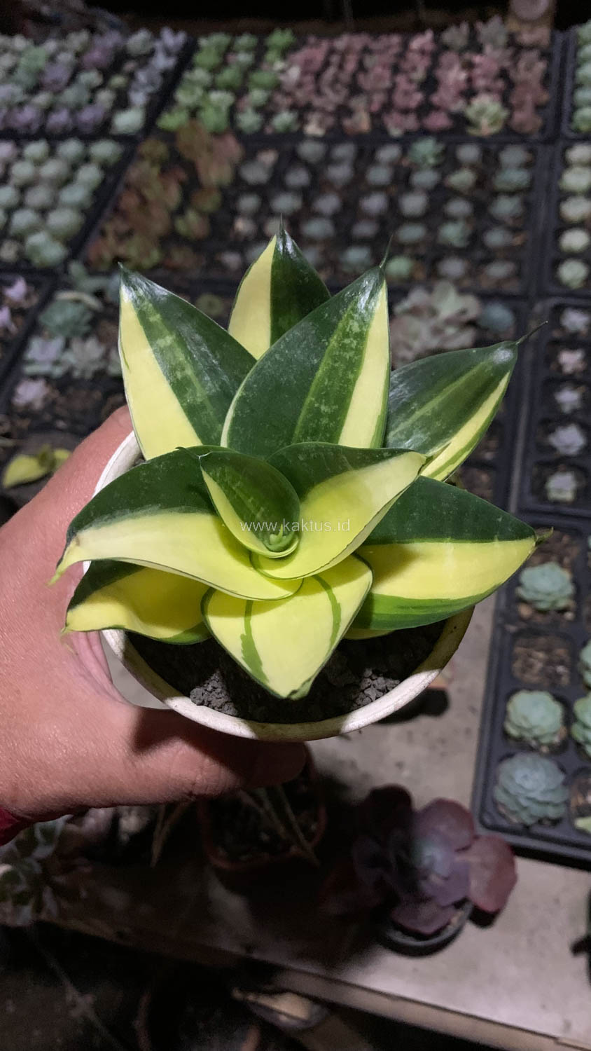 996. Sansevieria Green Mole Variegated - Image 24