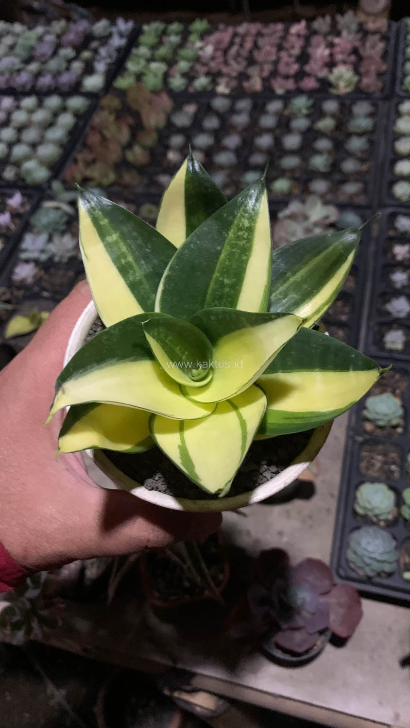 996. Sansevieria Green Mole Variegated - Image 25