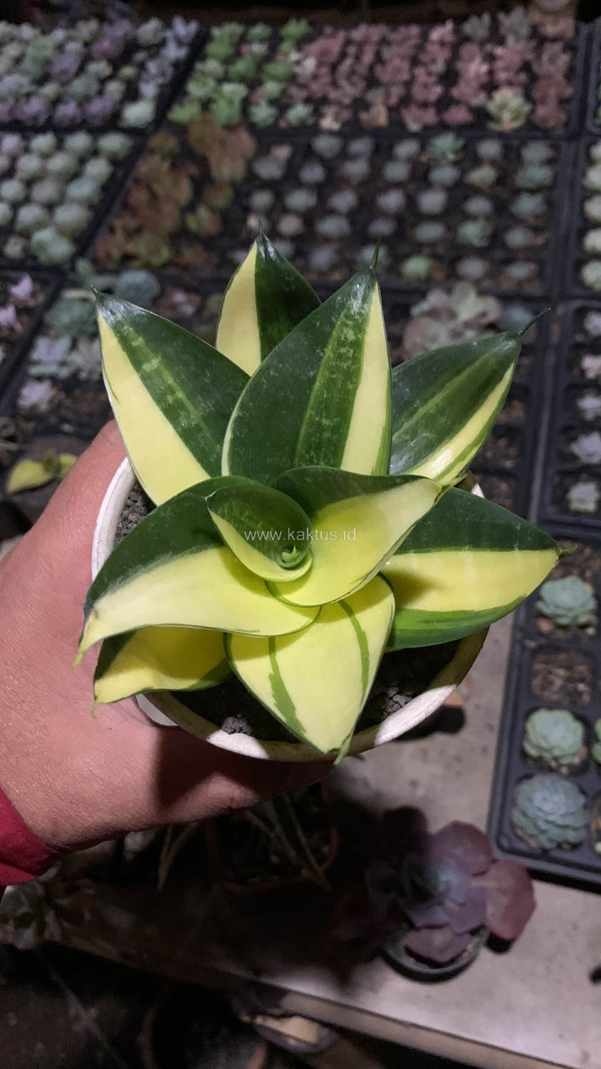 996. Sansevieria Green Mole Variegated - Image 27